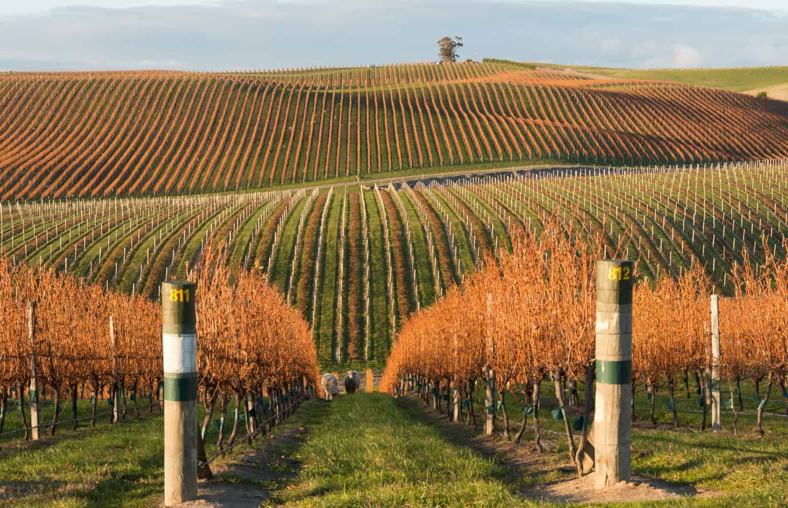 looking for Things to do in Blenheim, experience a guided