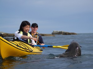 Asian tourist kayakin in kaikoura and viewing one of the local seal