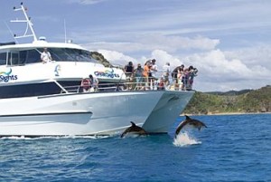 Dolphin jumping in front of bow on cruise boat bay of islands 