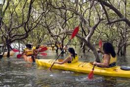 Coastal-kayakers-guided-kayak-trips-bay-of-islands
