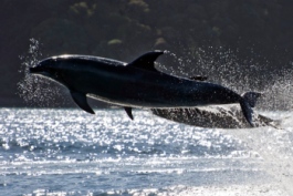 Explore-NZ-dolphin-swimming-watching