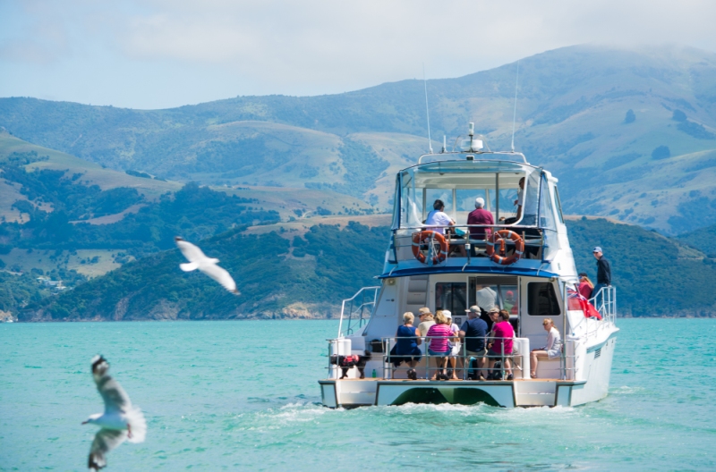 dolphin cruises akaroa