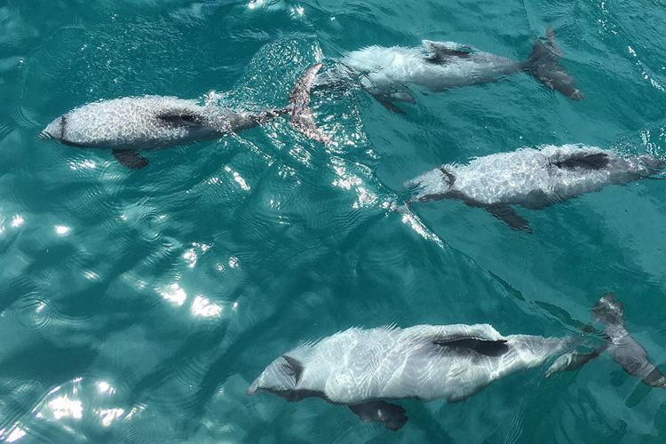 Akaroa-dolphins-nature-cruises-9 | Must Do New Zealand