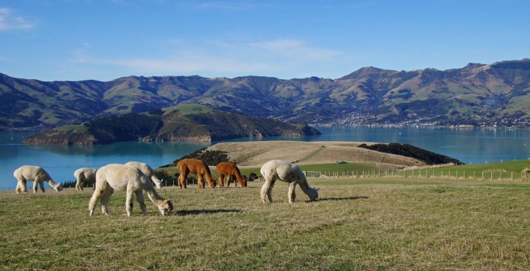 Shammara-Alpaca-farm-tours-akaroa-banks-peninsula-10 | Must Do New Zealand