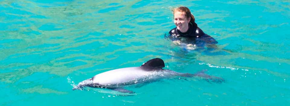 swim with hector dolphins in akaroa