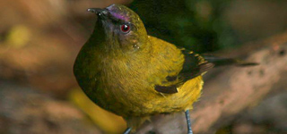 motorua island Bellbird