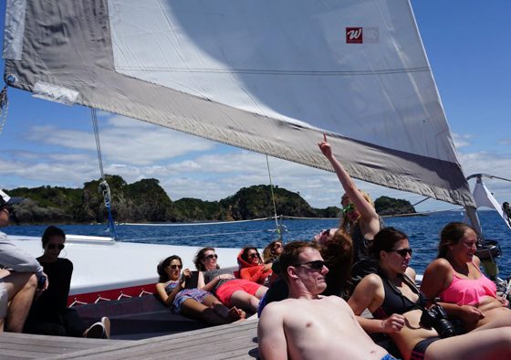 Sailing And Dolphin Swim Paihia Bay Of Islands Carino