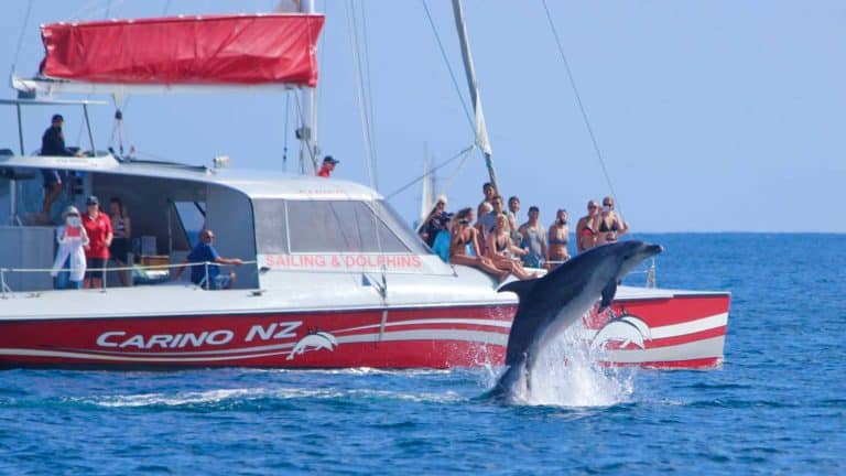 day sailing bay of islands