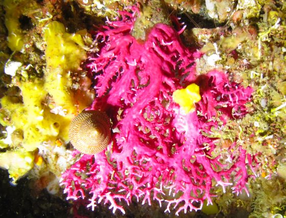 Milford Sound Dive Trips - Scuba diving Milford Sound