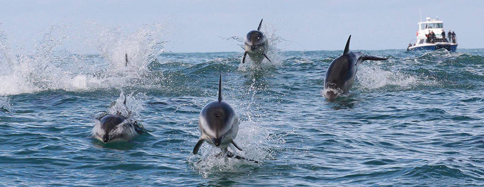 Swim with Dolphins in Kaikoura & Dolphin viewing options