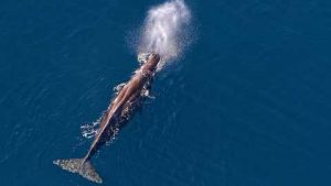  View from above of a Humback whale on the Kaikoura Coastline