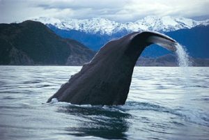  the whale as it starts to dive showing it Tail just before diving to the Kaikoura Canyon depths
