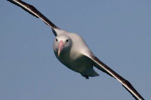 Close up of albatross whilst photographing pelagic Birdlife on the Kaikoura coastline
