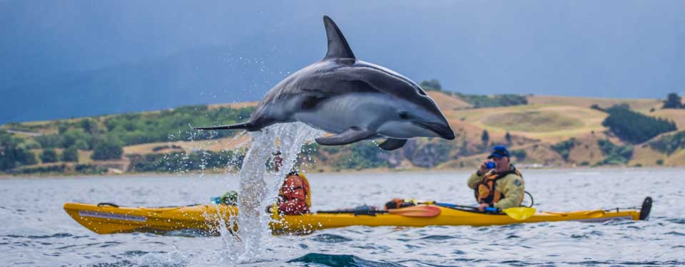 Dolphin jumping wiyh kayakers