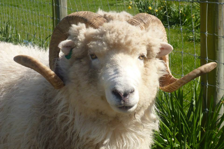 Sheep-shearing-show-kaikoura-the-point-11.jpg