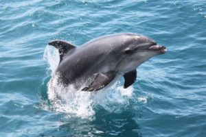 A Dusky Dolphin leaping from the water on the Kaikoura Coastline