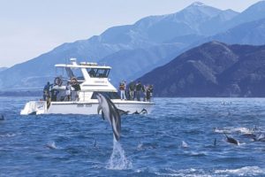 Tourists viewing playfull Dusky Dolphins from the Boat with Encounter Kaikoura
