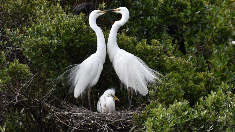 white herons with young chick in nest at the white heron sanctuary, Whataroa