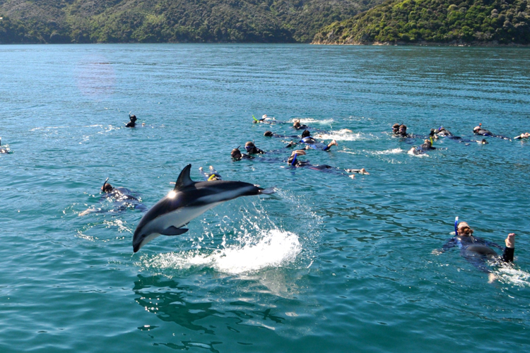 akaroa dolphin tours