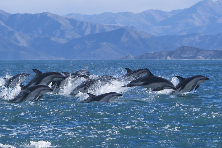 akaroa dolphin tours