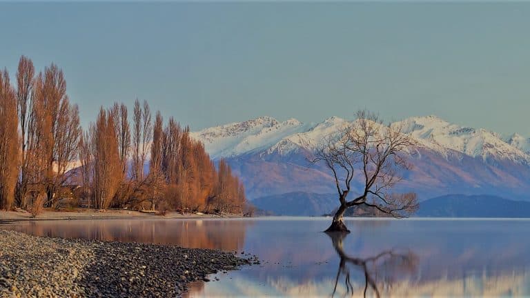 Picture of the lone tree at lake wanaka