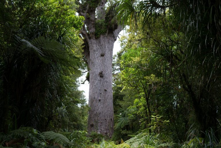 Tane-Mahuta-Kauri-Tree-Waipoa-Forest-3 | Must Do New Zealand