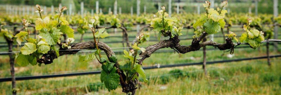 wanaka-wine-tours-boutique-wineries-in-central-otago-panorama-1