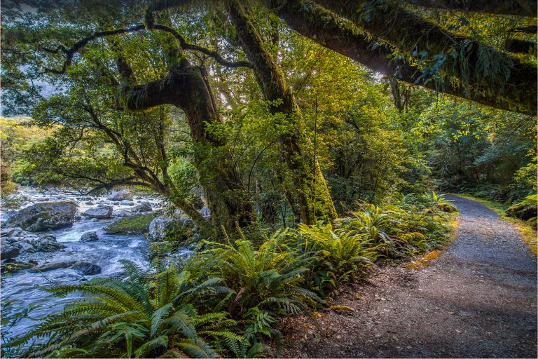 Exclusive-guided-milford-track-day-walk-feature-1 | Must Do New Zealand