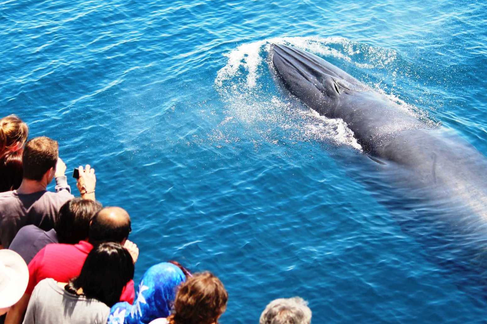 auckland-whale-and-dolphin-safari-tours-feature-1 | Must Do New Zealand