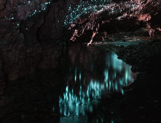 spellbound cave tours waitomo