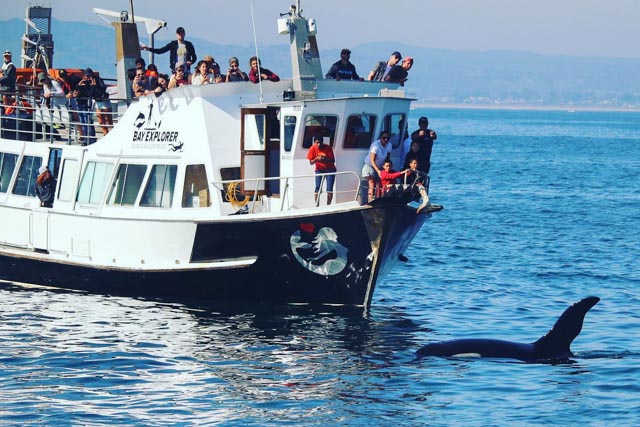 dolphin cruises tauranga