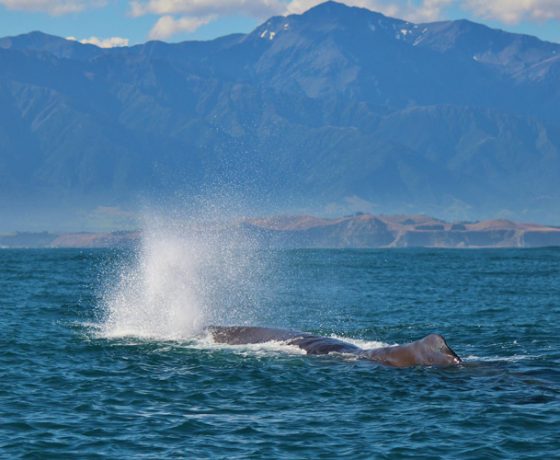 Whale watch kaikoura - Whale watching boat tours in Kaikoura