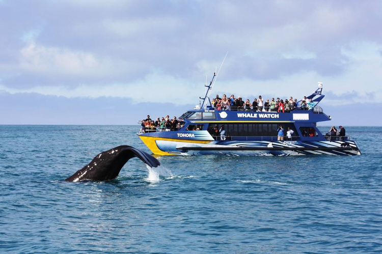Whale watch kaikoura - Whale watching boat tours in Kaikoura
