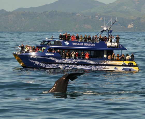 kaikoura boat tours