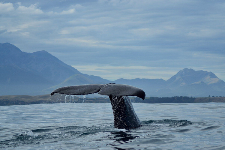 Whale watch kaikoura - Whale watching boat tours in Kaikoura