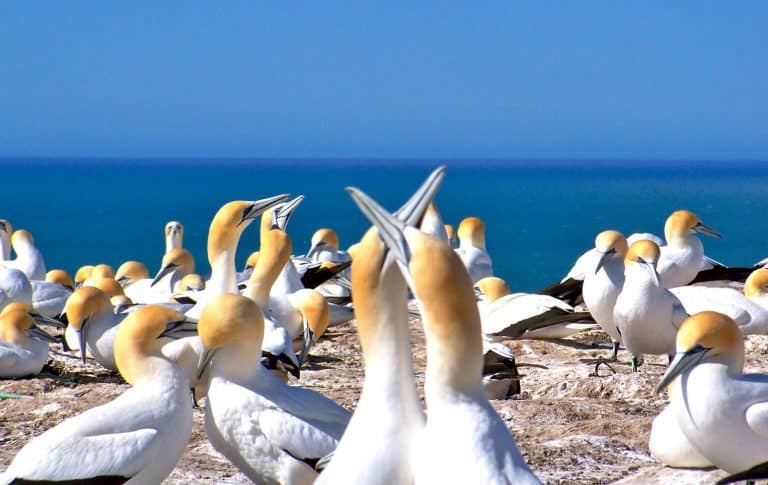 Gannet-colony-tours-cape-kidnappers-15 | Must Do New Zealand