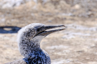 close up of young gannet at cape Kidnappers
