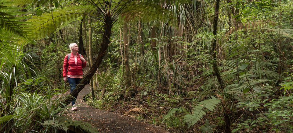 Bay of Islands Walks - Puketi Guided Kauri Forest Walks