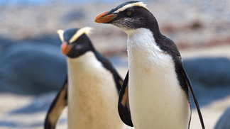 Close up of two fiordland Crested Penguins