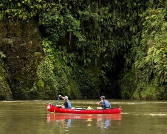 Guided canoe Trips on the whanganui river