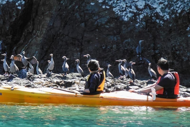 coastalseakayakingtoursakaroagallery9 Must Do New Zealand
