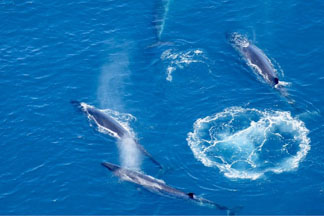 Five humpback whales on the surface from Kaikoura Helicopters