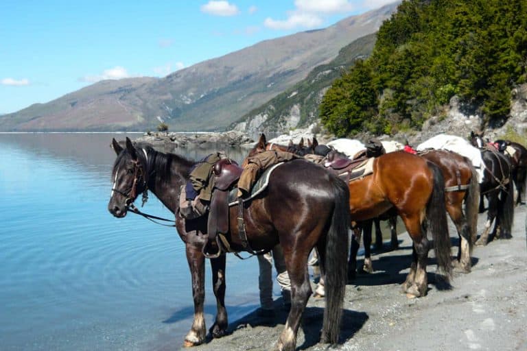adventurehorsetrekkingsouthisalndnewzealandgallery9 Must Do