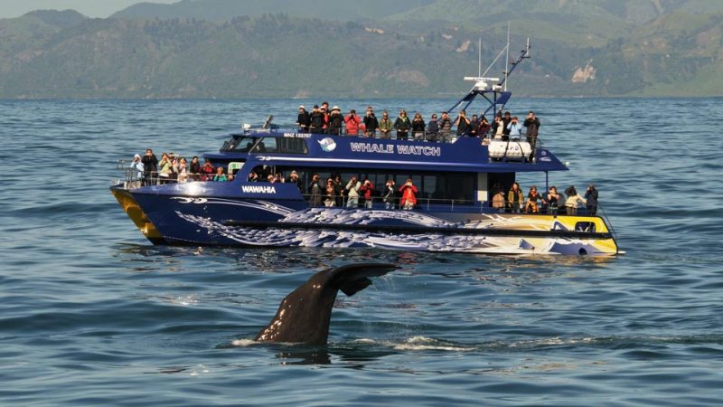 Whale Watch Kaikoura - Best four trips to see Whales