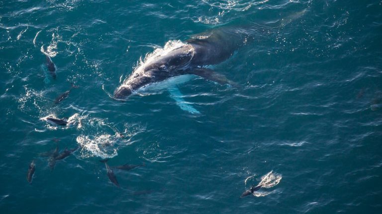 Whale-Watching-Kaikoura-25 | Must Do New Zealand