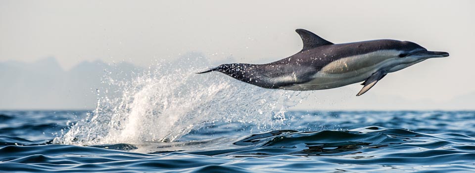 dolphin tours tauranga