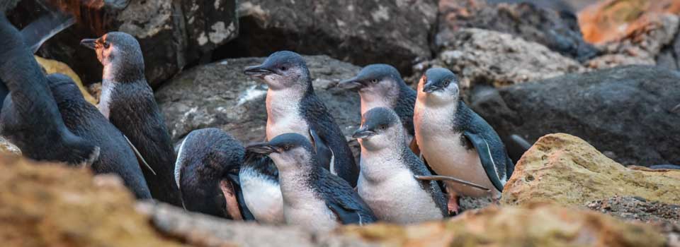 Oamaru penguins