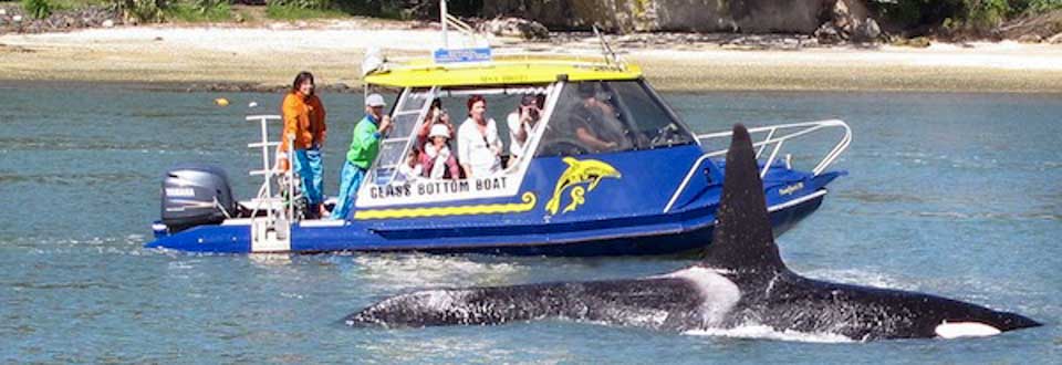 Glass botom boat with Orca whitianga