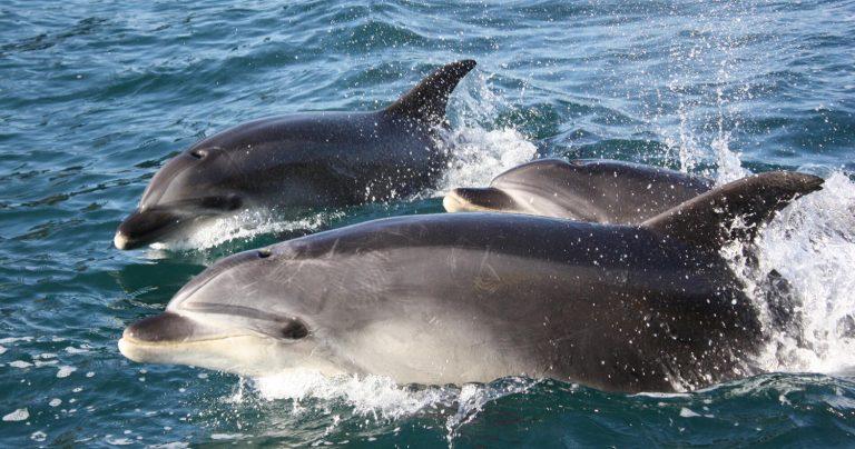 Dolphin-eco-cruises-Bay-of-islands | Must Do New Zealand