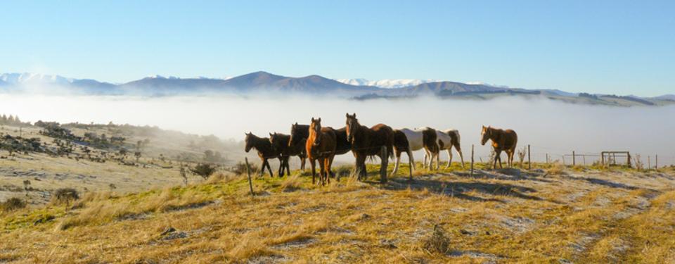 Horses in paddock at westray farm, Te Anau